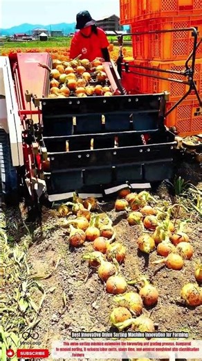 Best Innovative Onion Sorting Machine Innovation for Farming