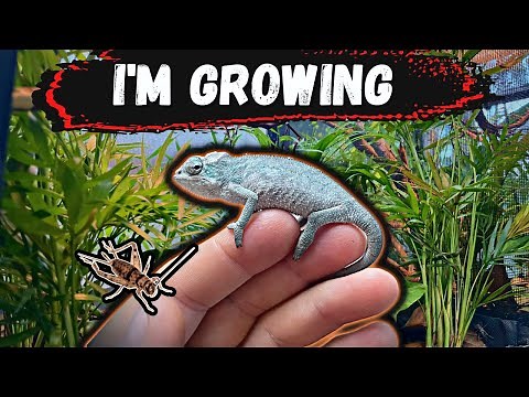 Chameleon Babies Are Growing! (The Bioactive Experiment Part 2)