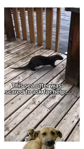 40K views · 1.1K reactions | This story was truly amazing #Amazing #animals #love #fyp #pet | Queen of Peace Parish, Redemptorist - Diocese of Bacolod | Facebook