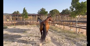 Maybe I’ve done what his previous owner has done and written him off too soon!!! Maybe with his new meds and diet he could retire in the uk. Watch till the end. This is only the start of his meds too. This was May until now ❤️❤️ | Hugos Home Farm