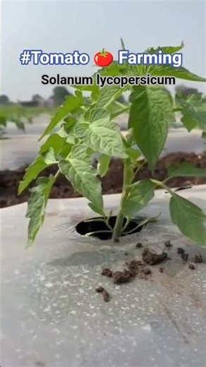 #Indian #maharashtra #Vegetable #Cultivation #Tomato🍅Farming