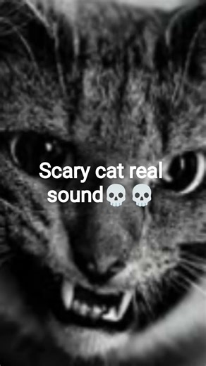 real scary cat sound💀💀😶😶