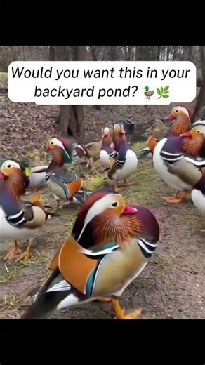 Mandarin Ducks 🦆🌈 - CreatureCops