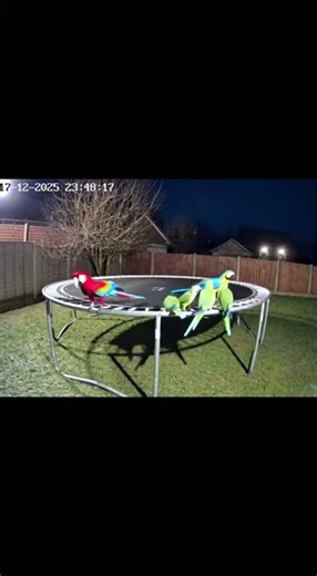 Des Animaux Insolites s'Amusent sur un Trampoline !