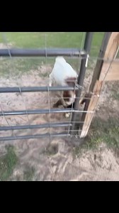 Dang goat #goat #ram #angry | Shirtless Jake's Homestead