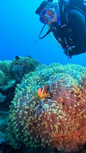 76K views · 1.8K reactions | The ocean is a sacred place that we should not take for granted. It gives us resources, food and protection. And of course it gives us the beauty of nature to discover. ✍️ @oceanamare #PADI #MarineLife #Ocean #MarineAnimals #PlanetEarth #Underwater | PADI | Facebook