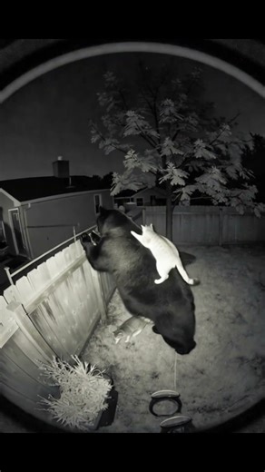 Backyard Surprise Bear and Cat Start Playing on Camera! 📹🐾