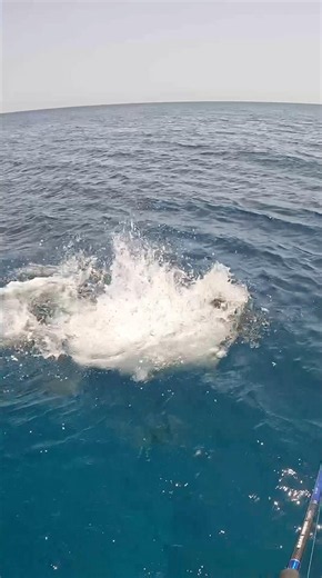 GT attack on STS popper #fishing #fish
