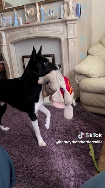 Barney the Tv border collie on TikTok