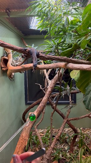 It’s a scaly Saturday as we finish out this week’s highlight of the black tree monitor for Wildlife of the Week! Black tree monitors are fascinating reptiles and have a lot of adaptations that make them such a unique species. Tree monitors are great problem solvers and will use their limbs to pull food out of crevices and holes. Young black tree monitors are born in various shades of green to help them blend in to the tree canopies and will turn completely black over time as they reach adulthood