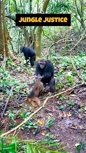 The Epic Battle Between Chimpanzees and Monkeys