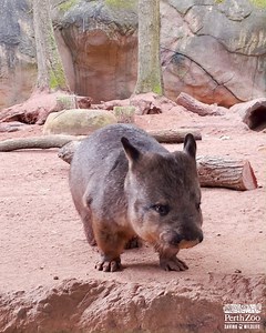 8.5K views · 507 reactions | Oh the sass 藍  keeper Leanne | Perth Zoo | Facebook