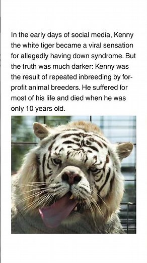 Kenny the white tiger