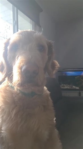 #goldendoodle #cutie #fyp