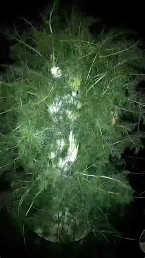 When growing crops on aeroponic towers, it's important to consider how long each plant takes to reach maturity. To maximize harvests, monocropping (growing one type of crop per tower) is recommended. This allows you to harvest everything at once and immediately replant new seedlings the same day, ensuring continuous production. While it's possible to mix different crops on the same tower, this can lead to inefficiencies. Some plants mature faster than others, meaning part of the tower remains oc