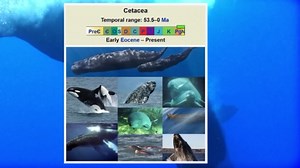 Sperm Whale vs Killer Whale: The Ultimate Battle of the Ocean’s Most Fearsome Predators