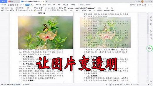 WPS文档怎样让图片变透明？调整图片透明度的方法和技巧