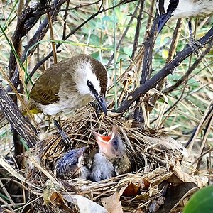 16K views · 1.1K reactions | The Baby Bird Was Attacked By Black Ants Bird Parents Attack Ants To Save Their Children | Review Bird Nest | Facebook