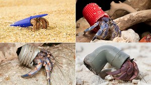 Hermit crabs have swapped their shells for metal and plastic