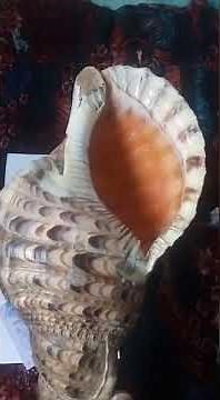 Female conch shell location Papua New Guinea 🇵🇬