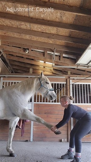 Peak Performance International on Instagram: "Carpal adjustment: In this video, we demonstrate a carpal (knee) adjustment—a precise chiropractic technique designed to enhance joint function, improve range of motion, and reduce pain in your horse’s forelimb. What Are the Carpals? Commonly referred to as the “knee,” the carpus in horses is equivalent to the human wrist. This joint consists of three main articulations: Antebrachiocarpal joint – between the radius and the first row of carpal bones. 