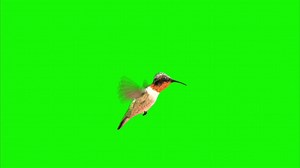 Download Bird on a green background. Seamless looping 4k time-lapse animation background for free