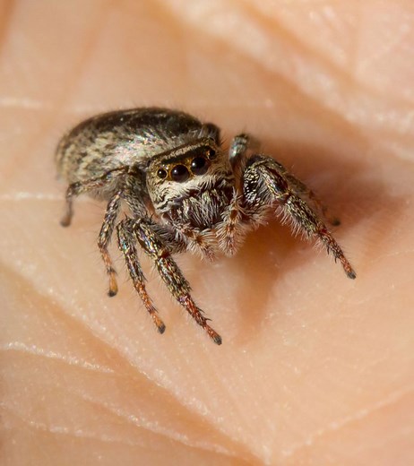 Spider Bite During Pregnancy: Causes, Safety, And Treatment