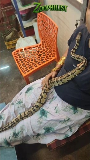 3 years adult female Pastel boll python #python #bollpython #petshop #zoophilistpetshop #zoophlilst