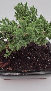 5yrs Juniper Procumbens Nana Bonsai Tree Ceramic Pot Live Bonsai Gift Handmade Tree Home Plant Decor Gift for Gardener Mothers Day Gift - Etsy