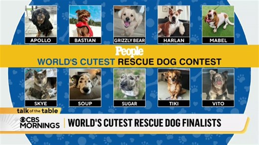 8.7K views · 56 reactions | EXCLUSIVE: These are the top 10 finalists in People's World’s Cutest Rescue Dog contest. Now, it’s time to vote — and in September, the top three finalists will be announced and our very own Gayle, Tony and Nate will help crown the winner. | CBS Mornings | Facebook