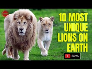 10 Most Unique Lions on Earth: A Fascinating Look at Rare and Beautiful Lion Species