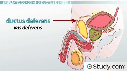 Male Reproductive System | Anatomy, Organs & Function