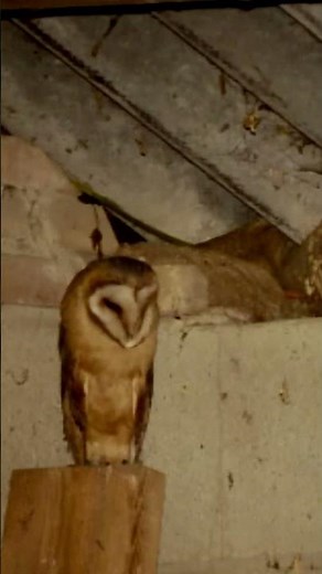 Barn Owl: SILENT FLIGHT 🪽 Animal Fact Files #facts #animals #wildlife