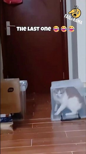 Cats Getting Stuck in the Funniest Places 😹 | Comedy Gold