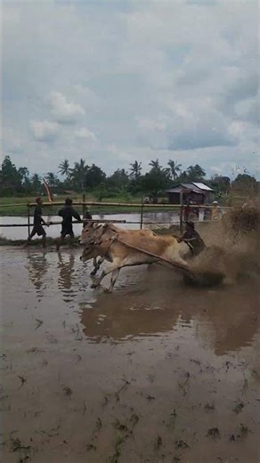 Pacu Jawi 2026 Tanah Datar! Cows in Action in Muddy Rice Fields!