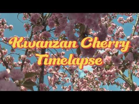 Kwanzan Cherry Tree Blooming - Timelapse