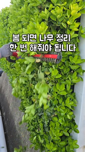 사철나무 그냥 두면 감당 안 됩니다 #사철나무 #나무전지 #트리머 #정원관리 #전원주택 쿠팡 파트너즈 활동을 통해 일정의 수수료를 제공 받을 수 있습니다