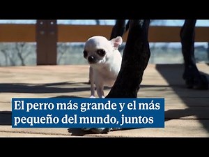 El perro más grande y el más pequeño del mundo se citan por primera vez