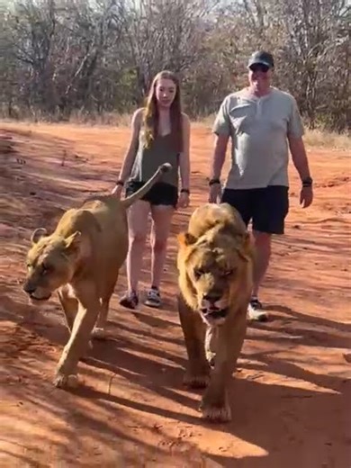 Passeio com leões na Zâmbia