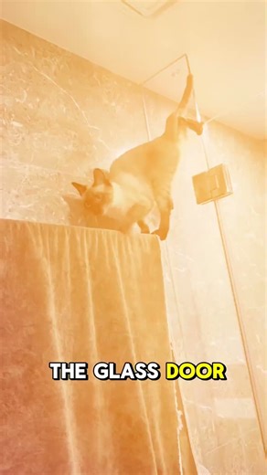 This cat's back leg is stuck #shorts