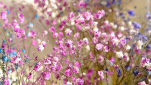 multi-colored gypsophila flowers close-up macro, shallow depth of field, little colored flowers in macro with blure. 4k.