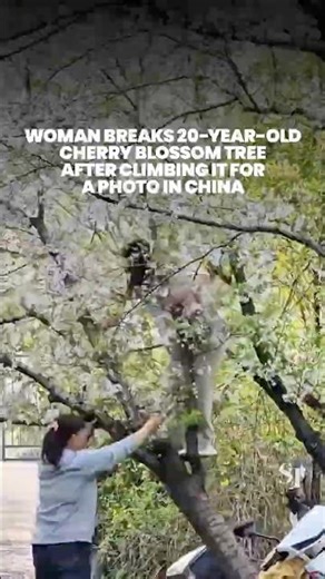 Woman breaks 20-year-old cherry blossom tree after climbing it for a photo in China