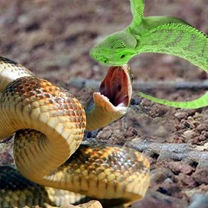 14K views · 139 reactions | Meadow Snake catches Tokay gecko | Wild Animal World | Facebook