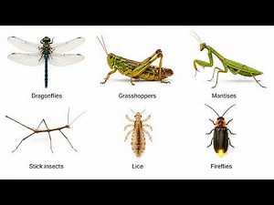 Every Type of Insect Explained in 4 Minutes