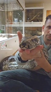 #enclosure #terraristik #tigerpython #burmesepython #reptilekeeper #amazing #terrariumbau #reptilesoftiktok #tiktok #tiktokgermany #python #snake #tooltime #work #exoticpets #wow #terrarium #viral #viraltiktok #foryou #4u #schlange #kiss #love #foryoupage #passion #exotic #fy #fypシ #fypageシ | Fabians Reptilienraum