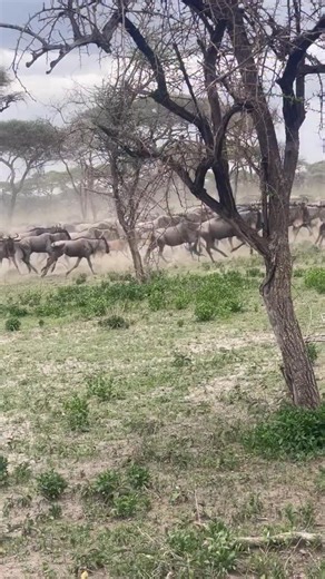 Wildebeest Migration | 6 Days Ndutu Migration Safari 🐃 Ndutu is where the Great Migration slows down and life begins. During the calving season, vast plains fill with wildebeest and zebra, attracting predators and creating nonstop wildlife action. A 6 days Ndutu migration safari offers front row views of this incredible natural event. Itinerary Highlights ☑️ Day 1 – Drive or fly to Ndutu, afternoon game drive ☑️ Day 2 – Full day Ndutu, wildebeest migration and calving ☑️ Day 3 – Another full da