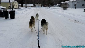 84K views · 10K reactions | Dog Sledding in the Streets! Harness, and Lines from Alpine Outfitters | Gone to the Snow Dogs | Facebook