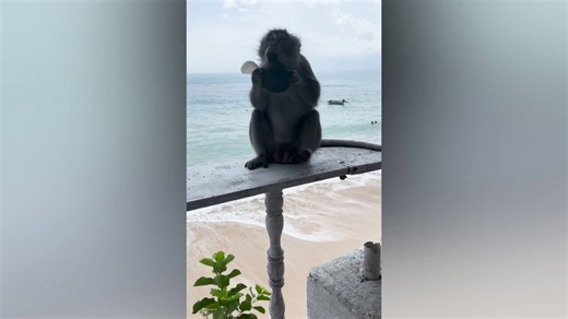 Monkeys steal items from tourists in Bali, Indonesia