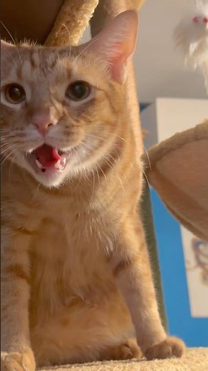 Sweetest Meow Ever, Orange Cat Communicates Adorably, Talkative Kitty Meowing, Cute Meows by Tabby