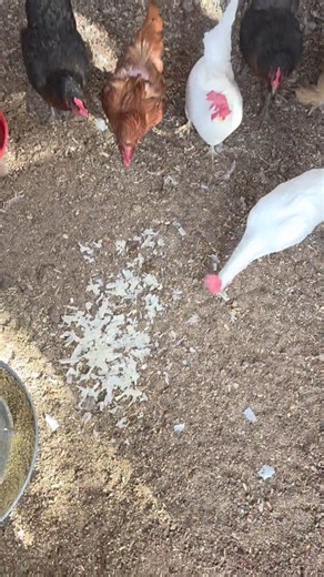 Quick and easy way to clean plastic containers with starter leftovers. Now that's all that's left to do is wash it well in the sink and it will be ready for my next big batch. Disclaimer this does not work well with glass. #sourdough #sourdoughstarter #chickens #easypeasy | Crunchy Mama Sourdough